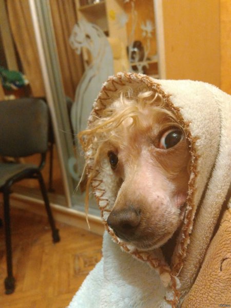 Мокрая собака