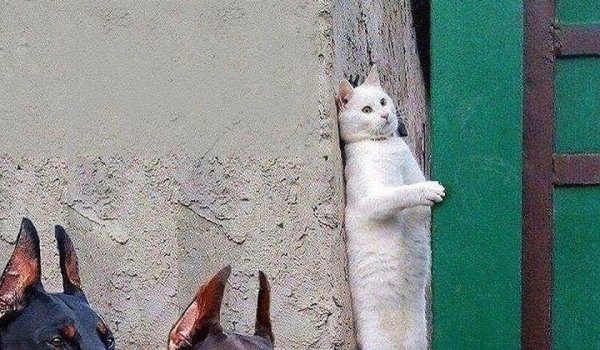 Кот спрятался от собак