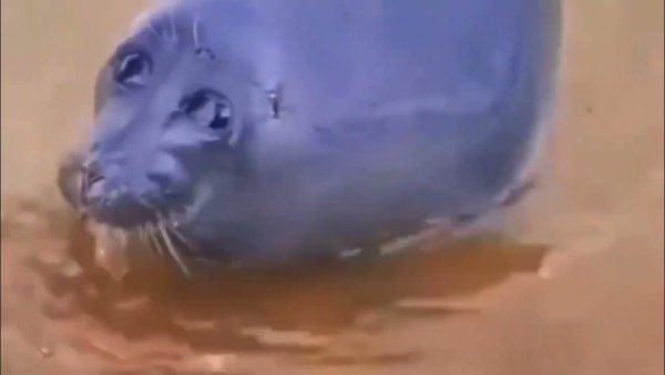 Плачущий тюлень