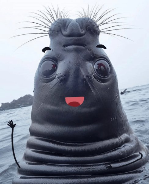 Смешной тюлень