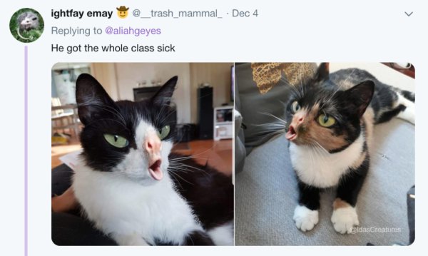 Кот выговаривает