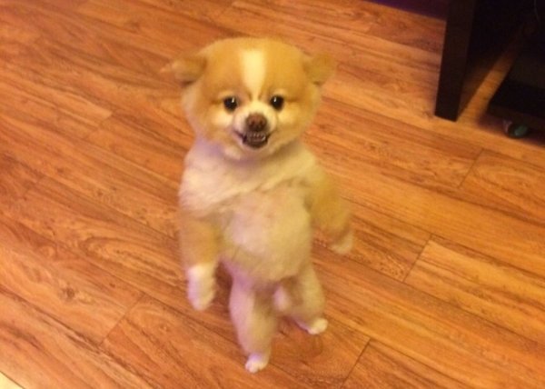 Шпиц на задних лапах