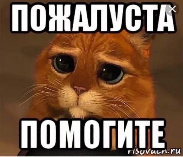 Кот помогите