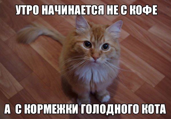 Коты мемы