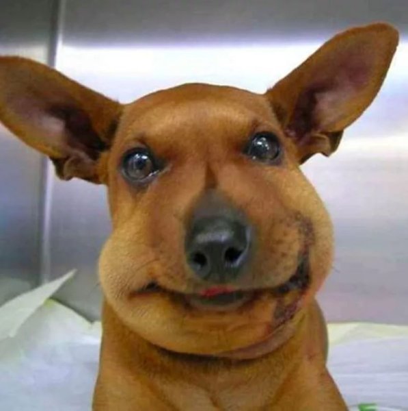 Чивини порода