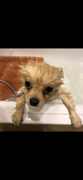 Мокрая собака шпиц