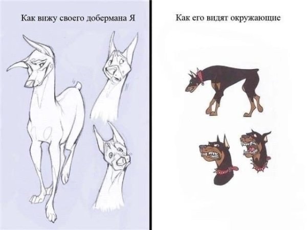 Шутки про добермана