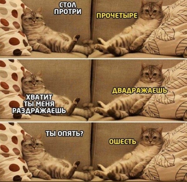 Бешеный котик Мем