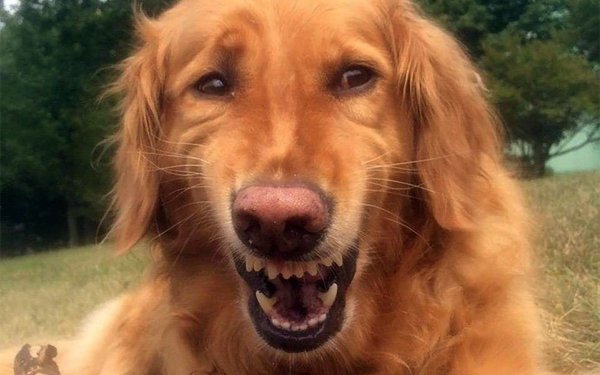 Пес улыбается