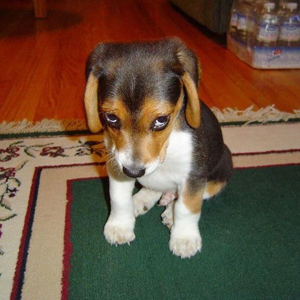 Обиженный щенок