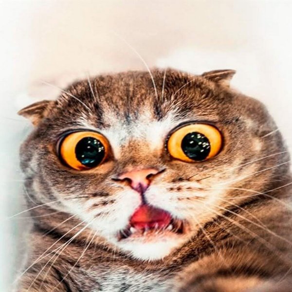 Офигевший кот