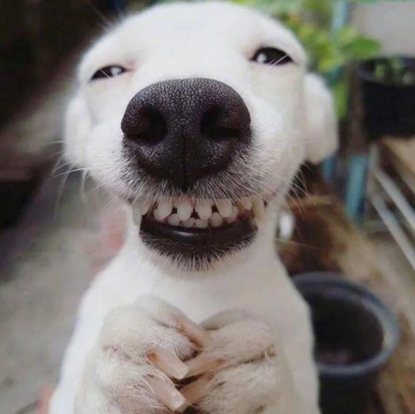 Щенок улыбается