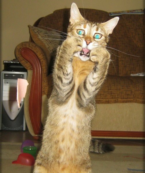 Смешной кот