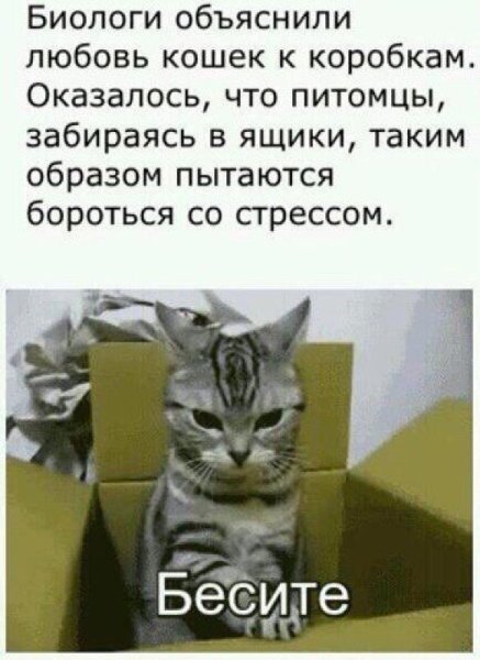 Стресс у кошки
