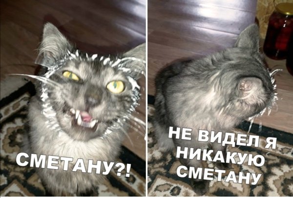 Я не ел сметану кот