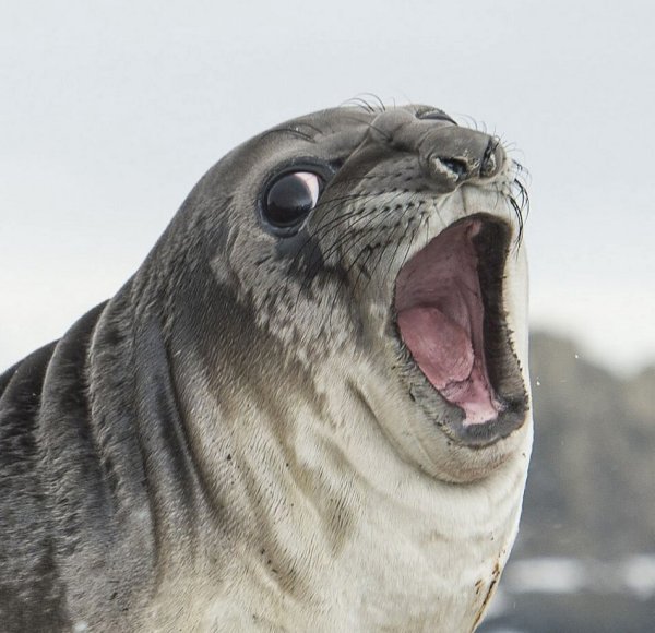 Кричащий тюлень