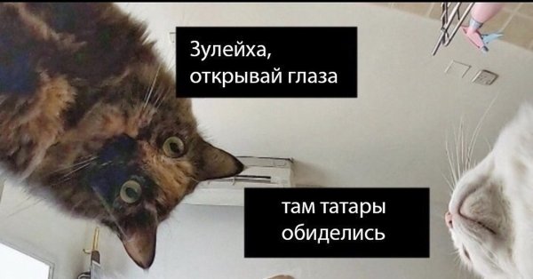 Вы рыбов продаете про котов