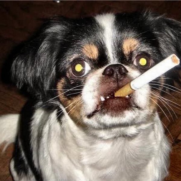Собака курит