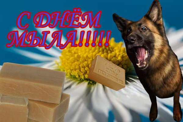 Собака поздравляет