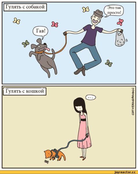Кошки лучше собак