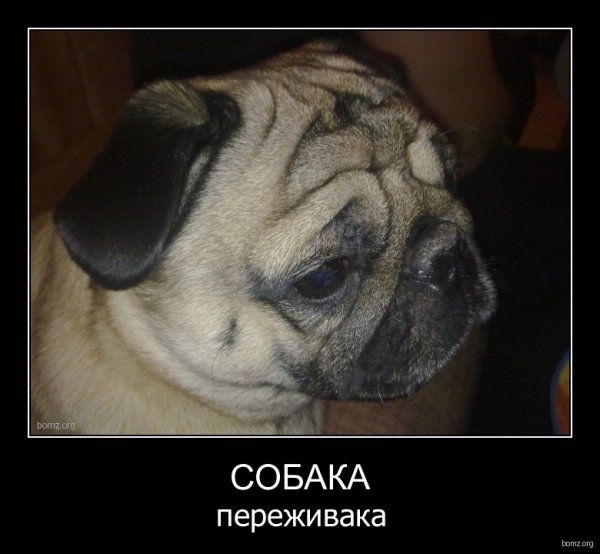 Собака переживака