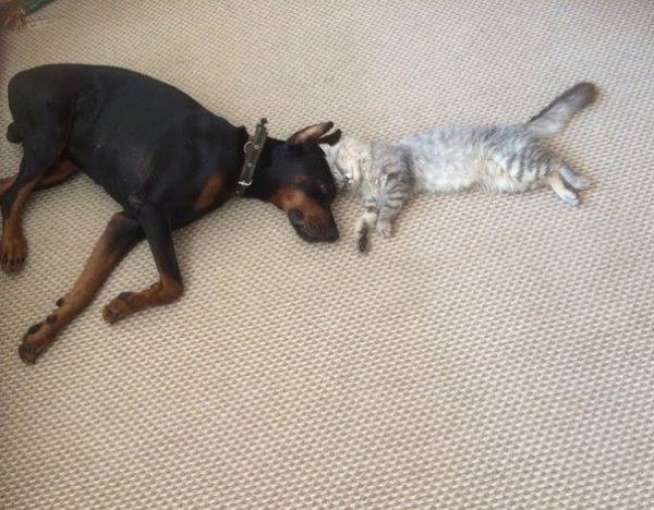 Доберман и кот