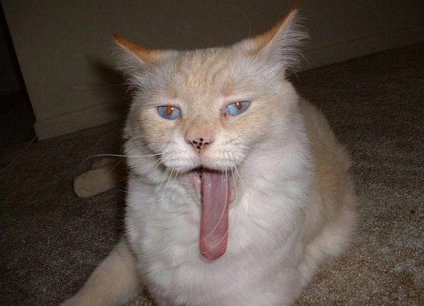 Тупые котики