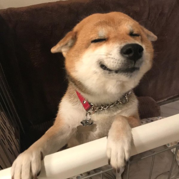 Хороший мальчик песик