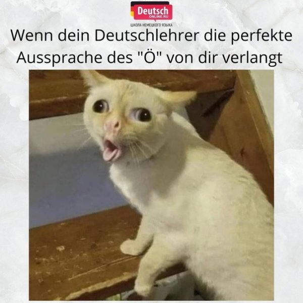 Кот говорит