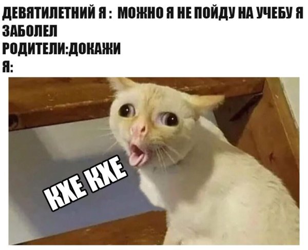 Мемы с котами чипсики