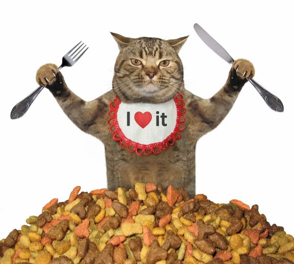 Котик с вилкой