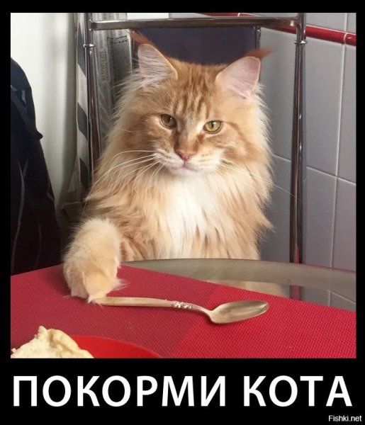 Голодный котик