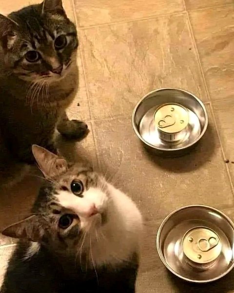 Миска для кота