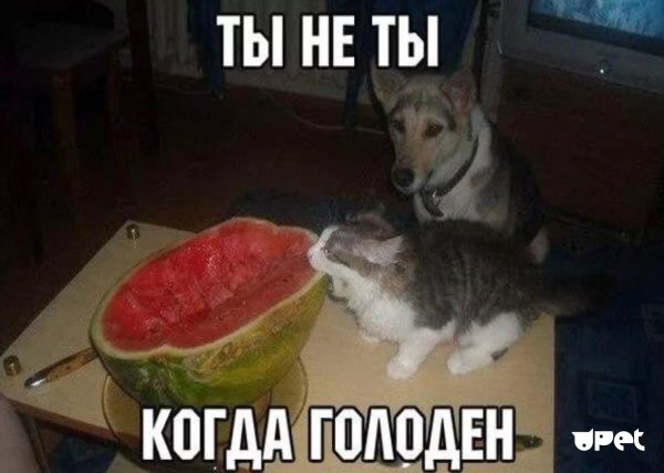 Ты не ты когда голоден кот