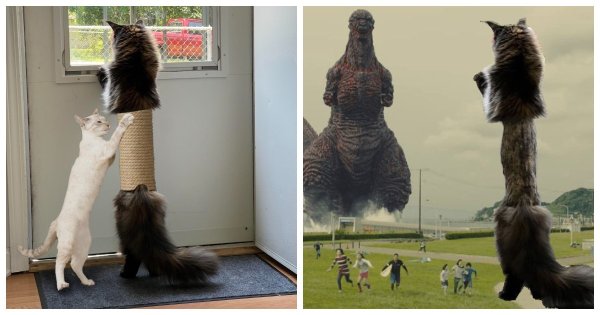 Самые популярные коты