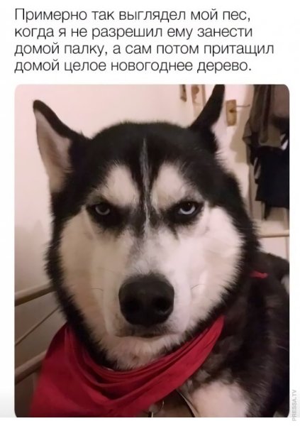 Смешные собаки мемы