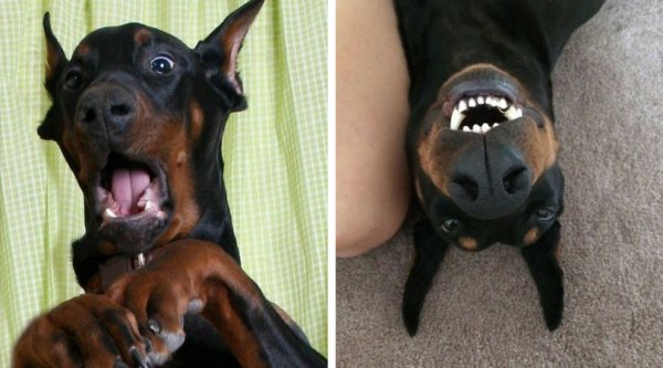Доберман смешной