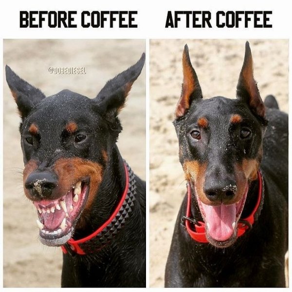 Доберман Мем