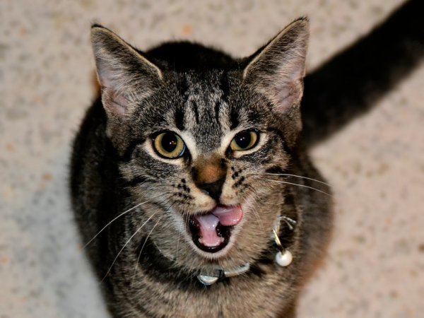 Кошка с косыми глазами и высунутым языком