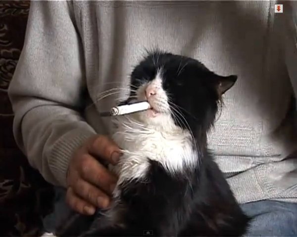 Кот курит