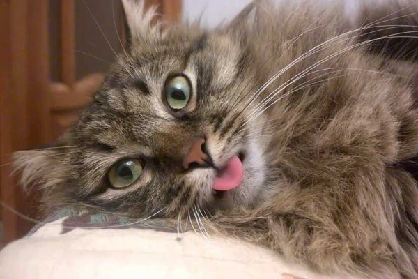 Сонный кот показывает язык