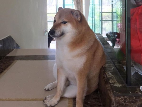 Шиба ину качок