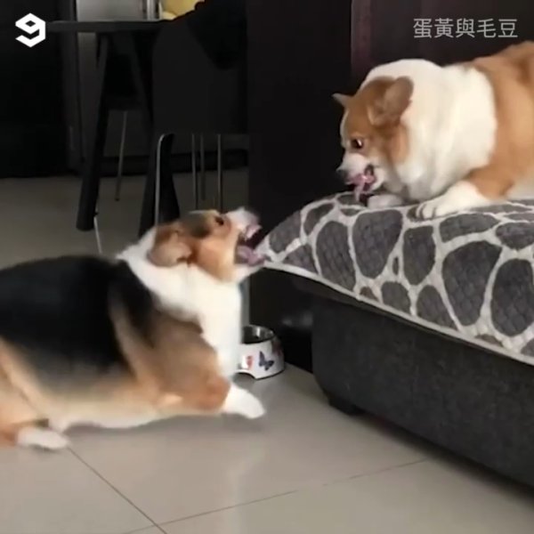 Корги ругаются