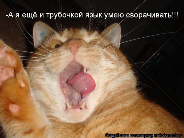 Рыжий кот с языком в трубочку