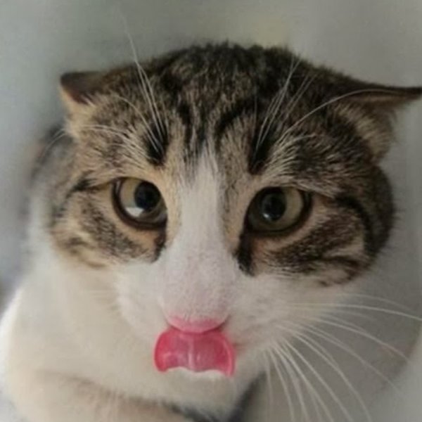 Кот с высунутым языком