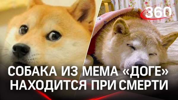 Собака из мема доги