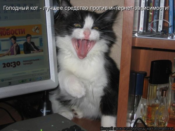 Голодный кот