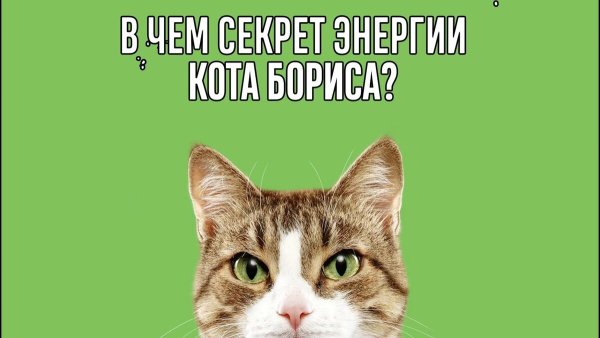 Секрет кота бориса