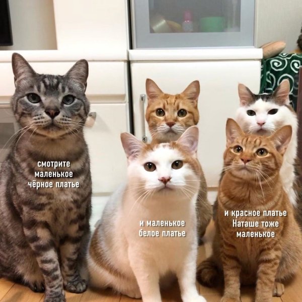 Приколы про Наташу и котов