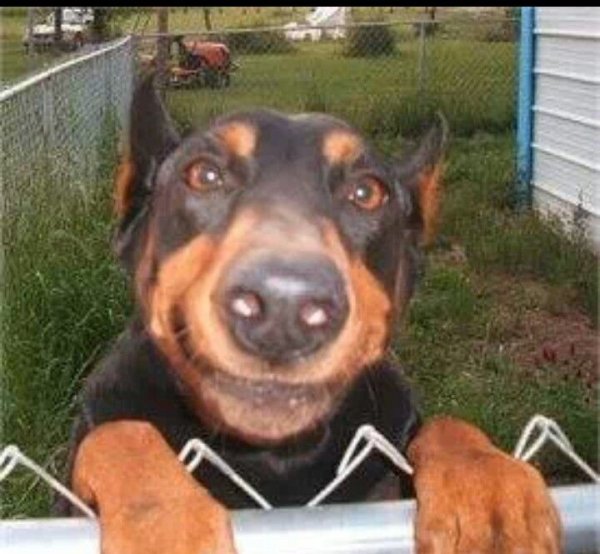 Улыбка добермана